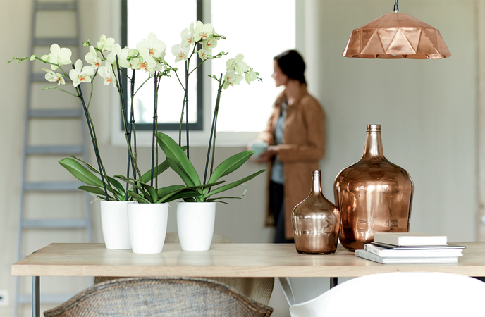 brussels diamond orchidée haut 12,5cm blanc